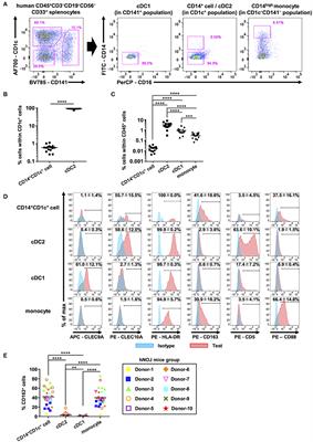 Development of an Inflammatory CD14+ Dendritic Cell Subset in Humanized Mice